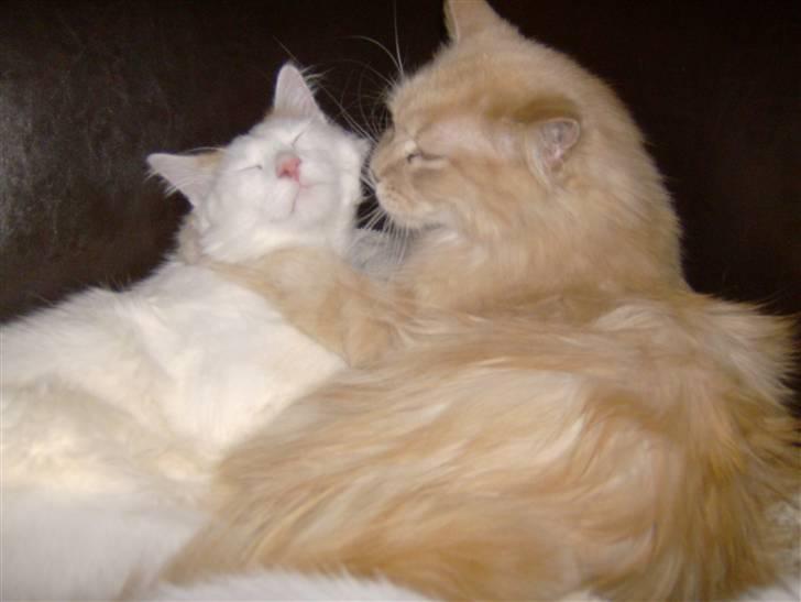 Maine Coon Mads billede 4