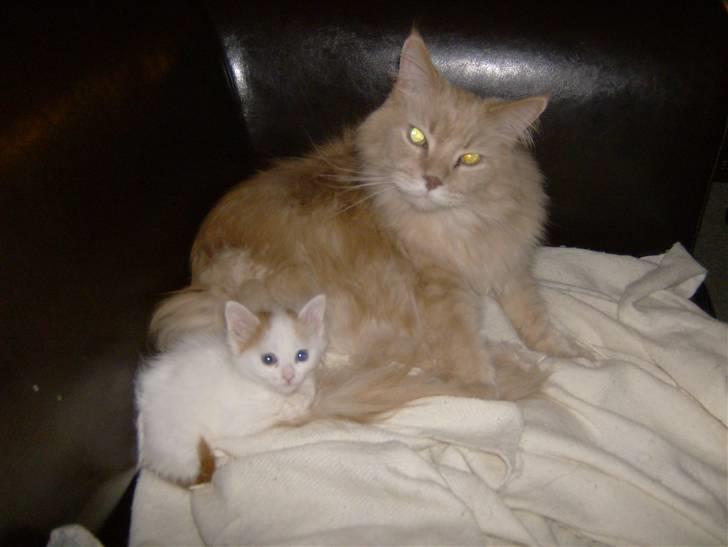 Maine Coon Mads billede 5