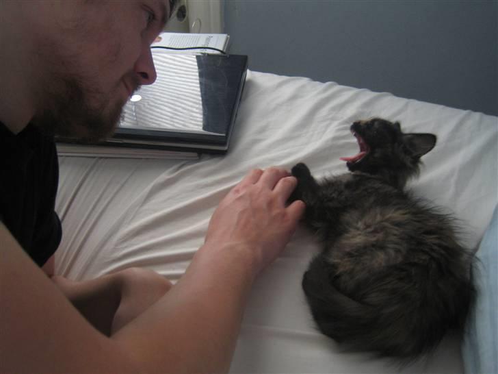 Blanding af racer Bellatrix - Man bliver helt søvnig af al den nusseri! billede 13