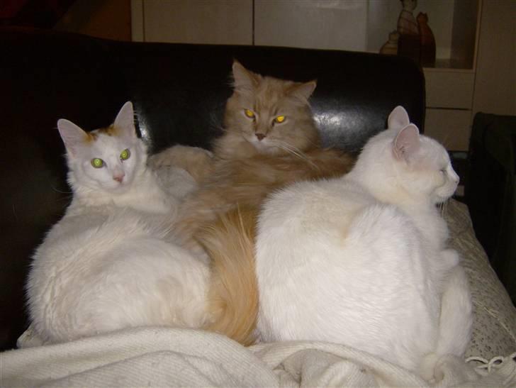 Maine Coon Mads billede 6