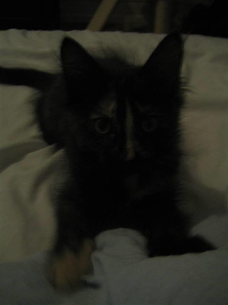 Blanding af racer Bellatrix billede 15