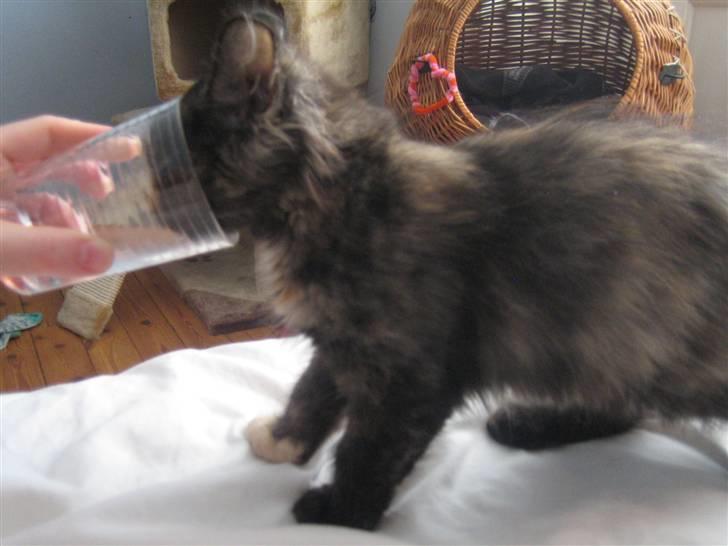 Blanding af racer Bellatrix billede 16