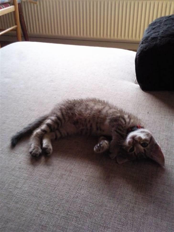 Huskat Mille billede 1