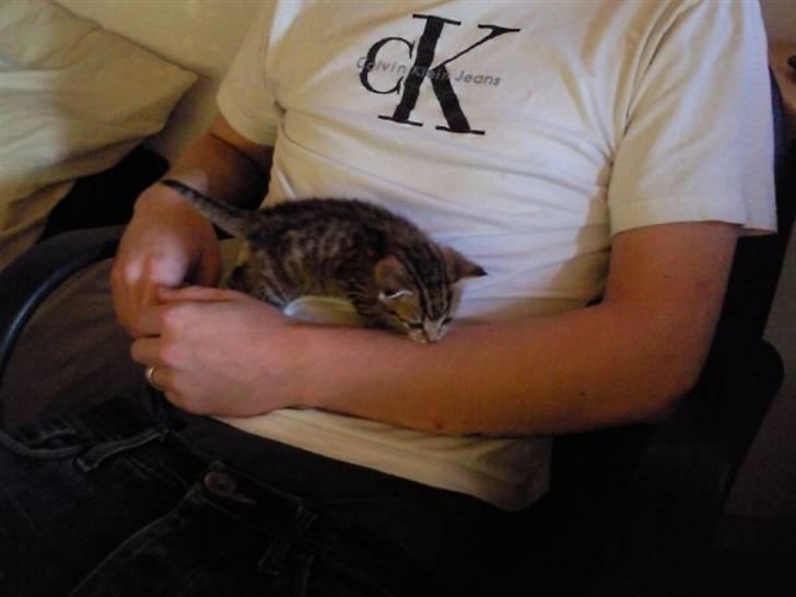 Huskat Mille billede 2