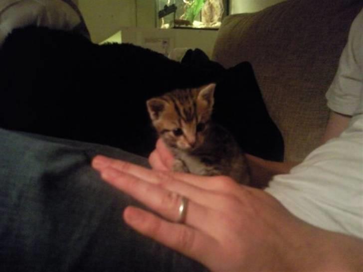 Huskat Mille billede 3