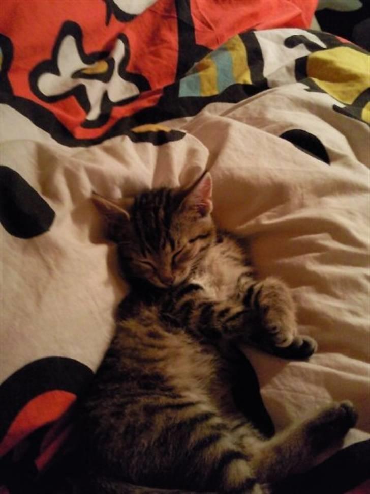 Huskat Mille billede 4