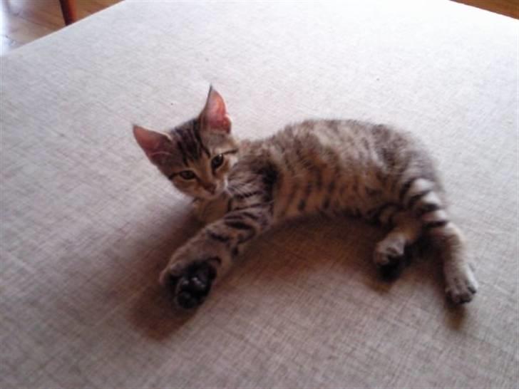 Huskat Mille billede 5