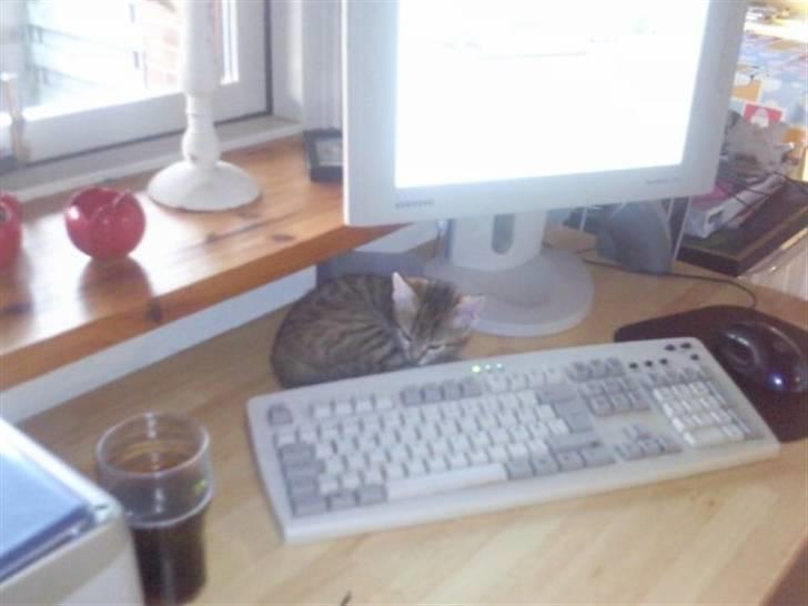 Huskat Mille billede 6