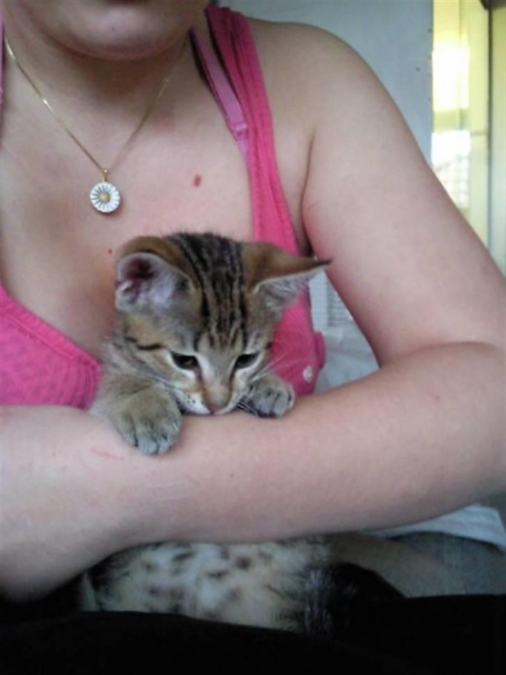 Huskat Mille billede 9