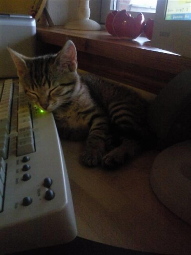 Huskat Mille billede 10