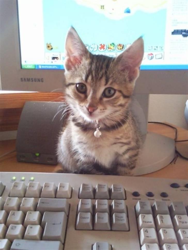 Huskat Mille billede 11