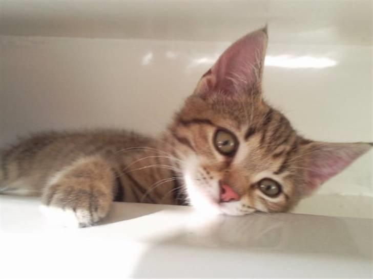 Huskat Mille billede 12