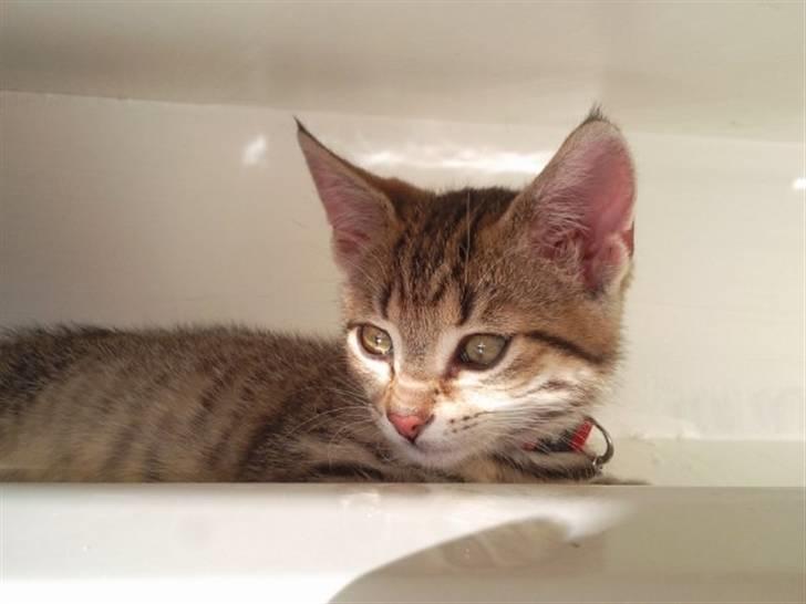 Huskat Mille billede 13