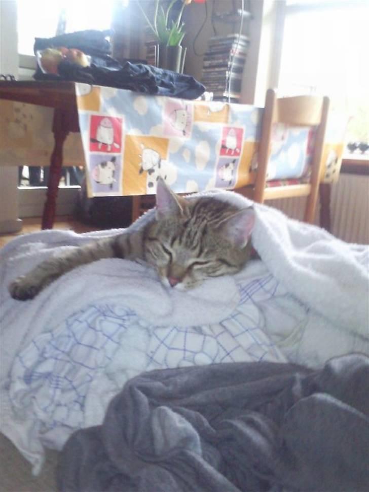 Huskat Mille billede 14