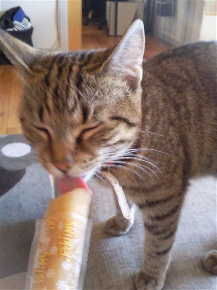 Huskat Mille billede 15