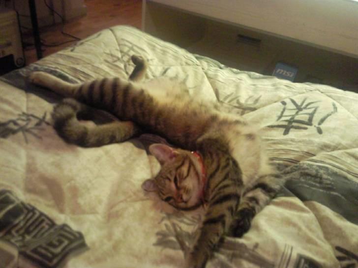 Huskat Mille billede 16