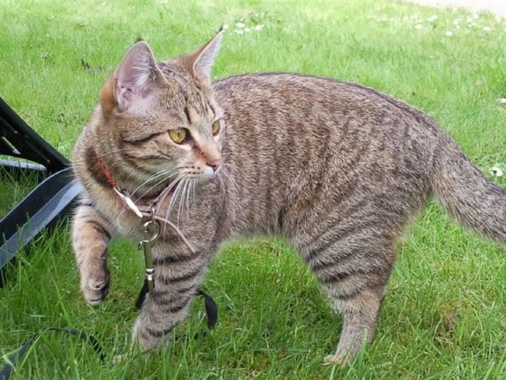 Huskat Mille billede 17