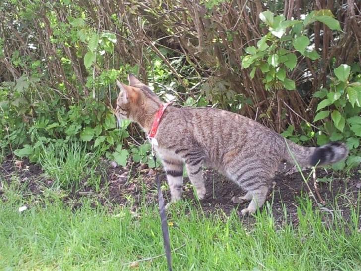 Huskat Mille billede 18