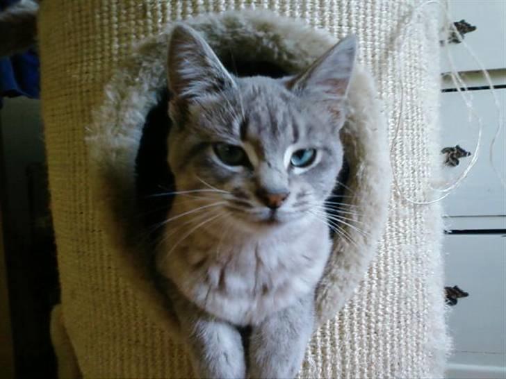 Huskat Fie <3 BORT LØBET - Hej jeg Hedder Fie :) Men bare kald mig Lille Skid billede 1