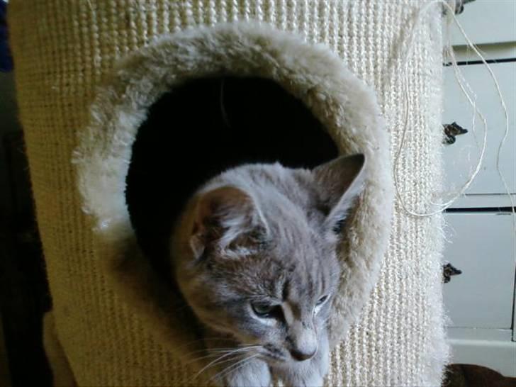 Huskat Fie <3 BORT LØBET - Er jeg ikke nusser? <3 billede 2