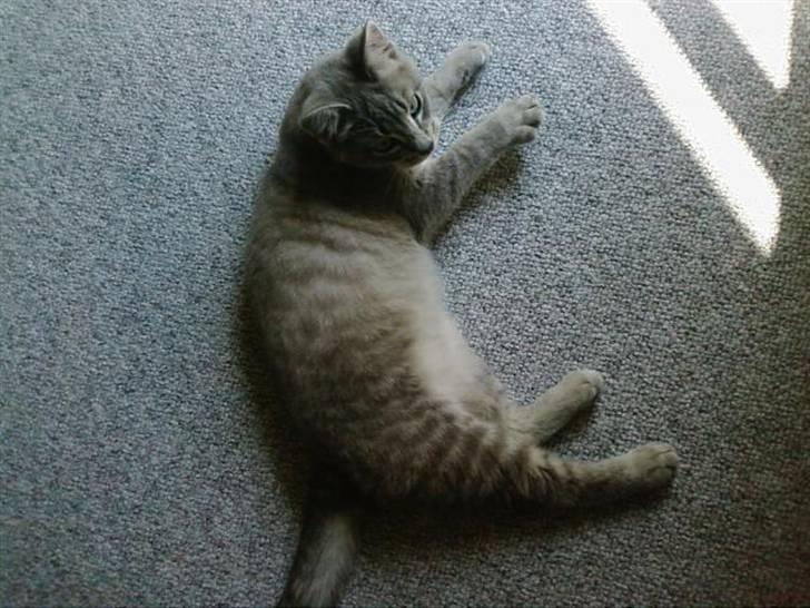 Huskat Fie <3 BORT LØBET - Aaa det her er bare livet.. billede 3