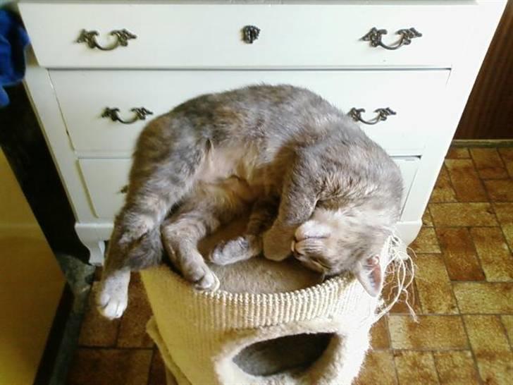 Huskat Felix <3 BORT LØBET billede 16