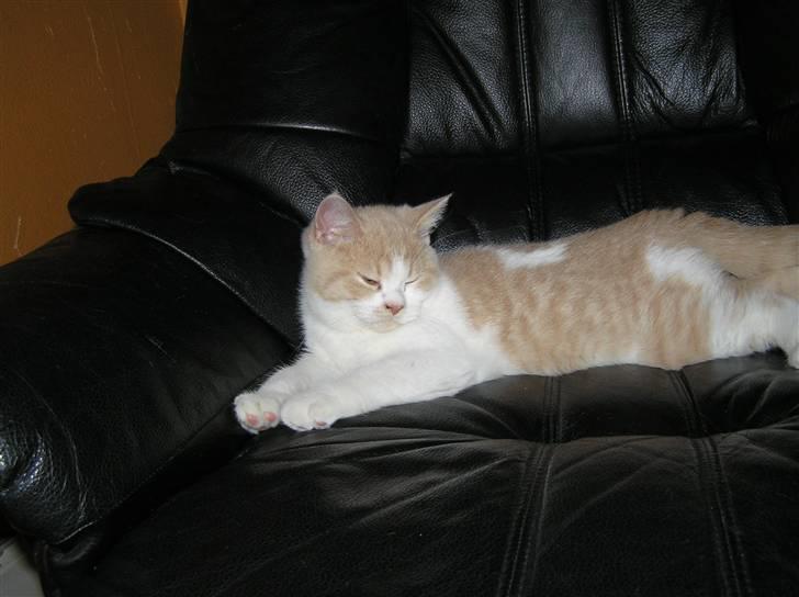 British Shorthair Master Fatman billede 1