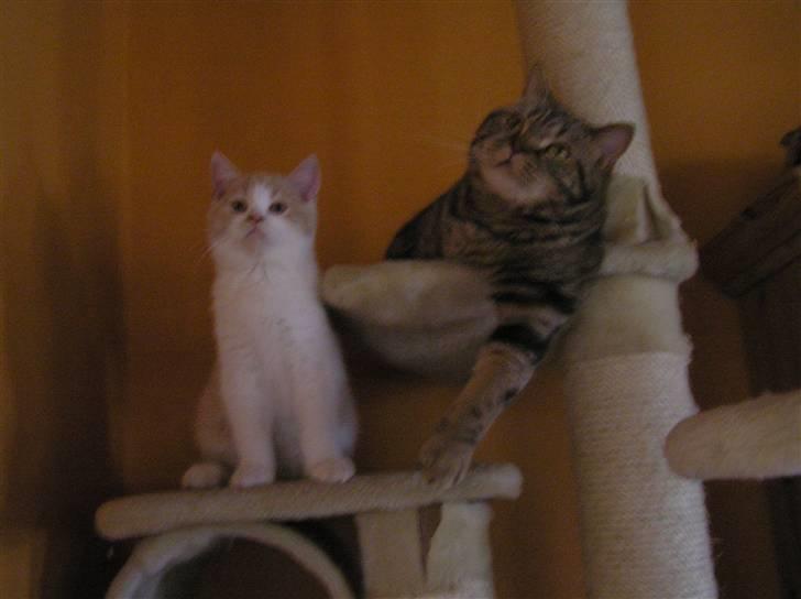 British Shorthair Master Fatman billede 2