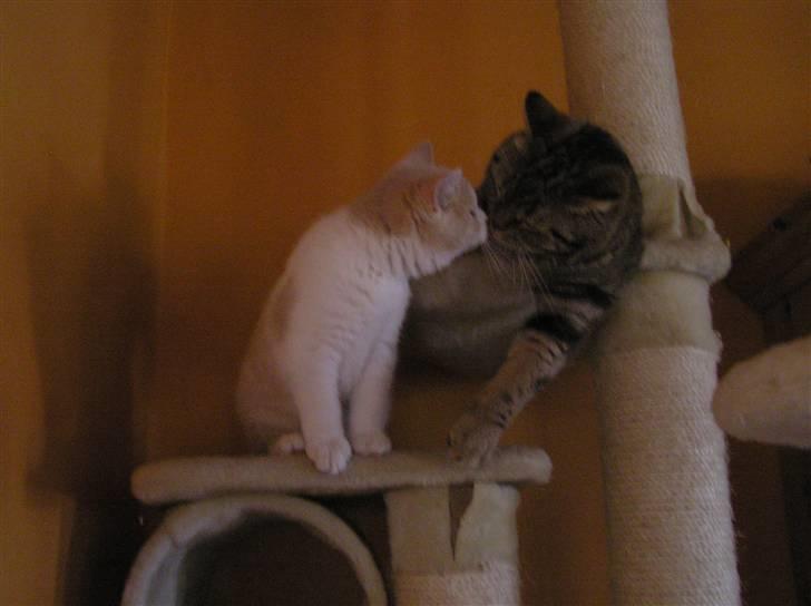 British Shorthair Master Fatman billede 3