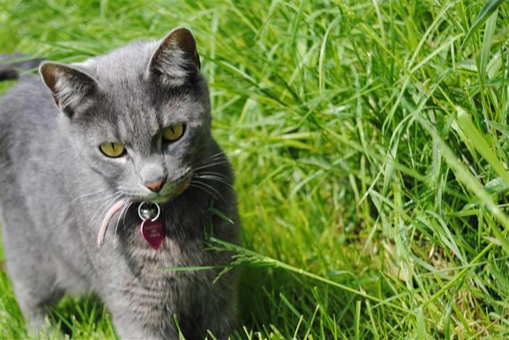 Blanding af racer Masedes billede 1