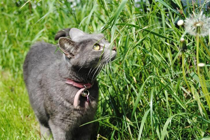 Blanding af racer Masedes billede 3