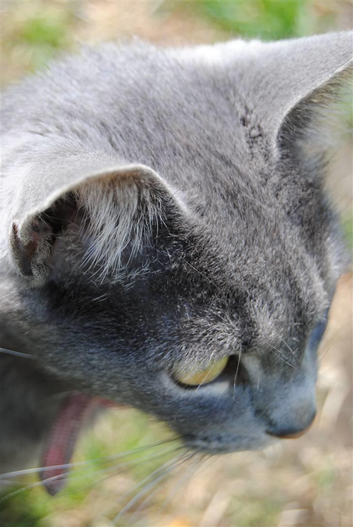 Blanding af racer Masedes billede 4