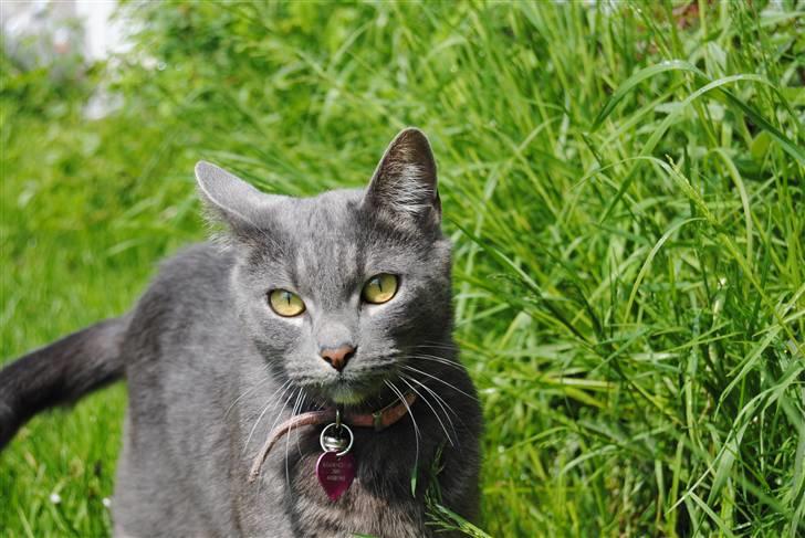 Blanding af racer Masedes billede 5