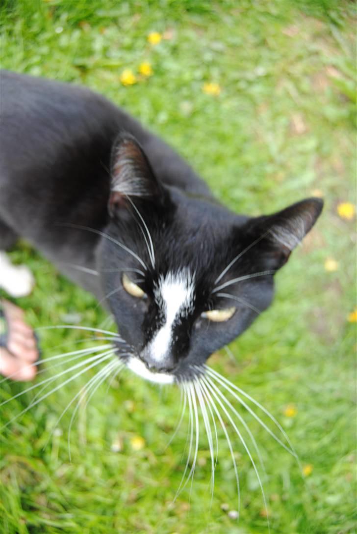 Huskat Guffe billede 1