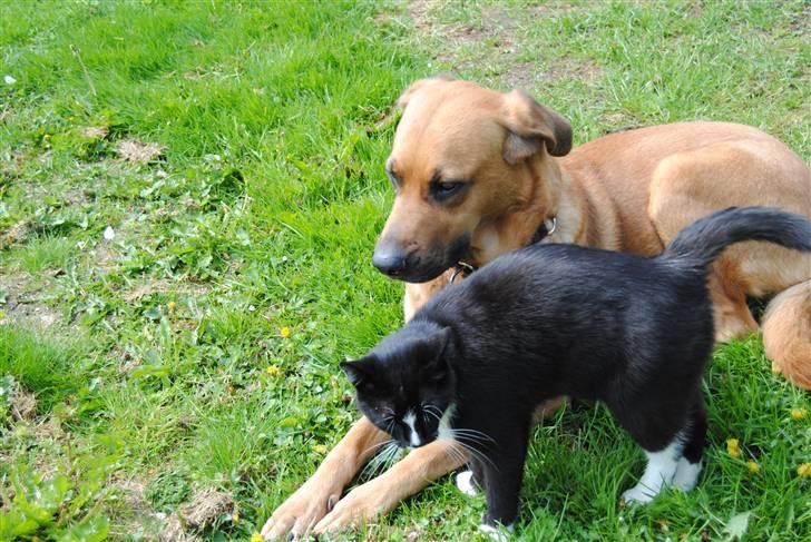 Huskat Guffe billede 2