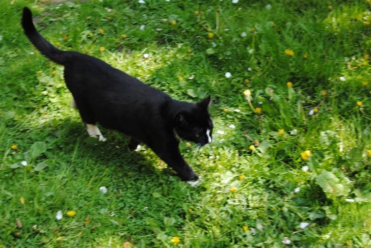 Huskat Guffe billede 3