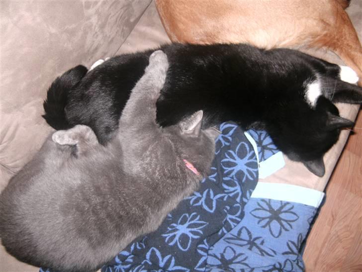 Huskat Guffe billede 4