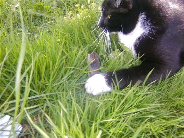 Huskat Guffe billede 5