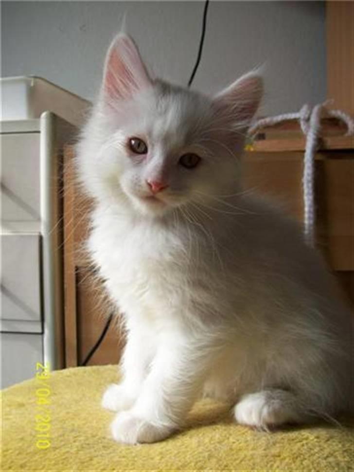 Blanding af racer Snebold billede 15