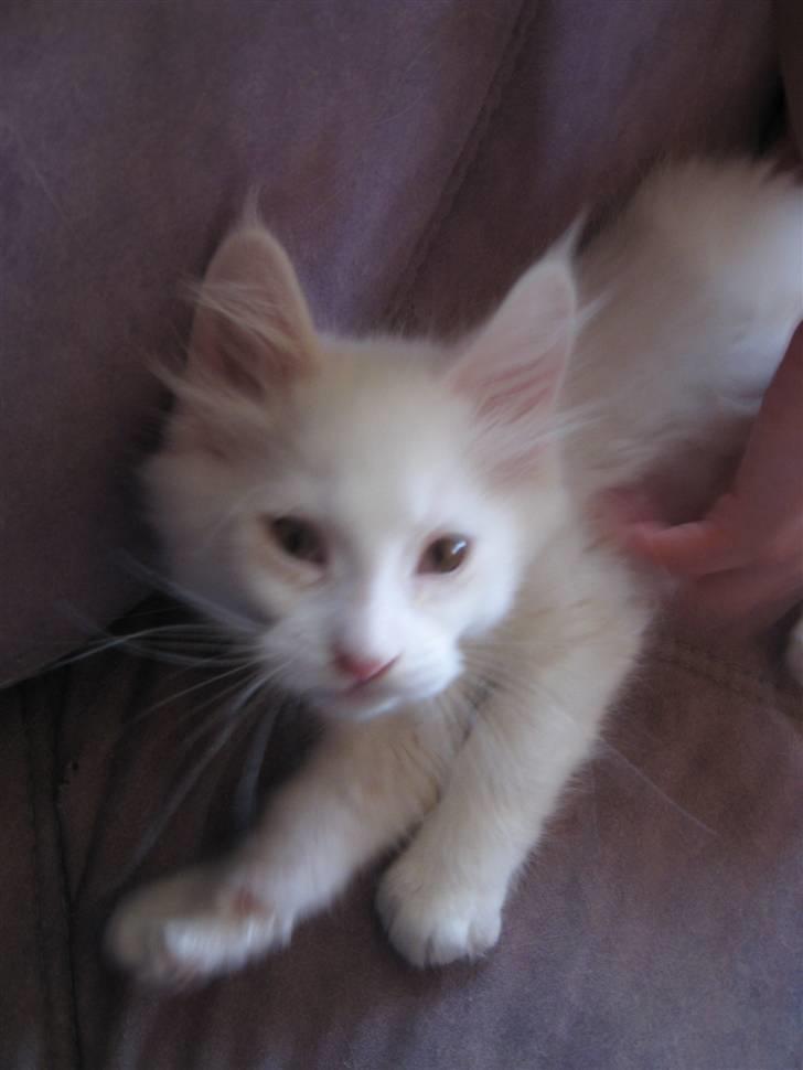 Blanding af racer Snebold billede 6