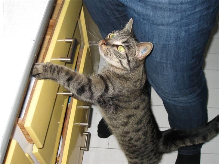 Huskat Mille billede 14