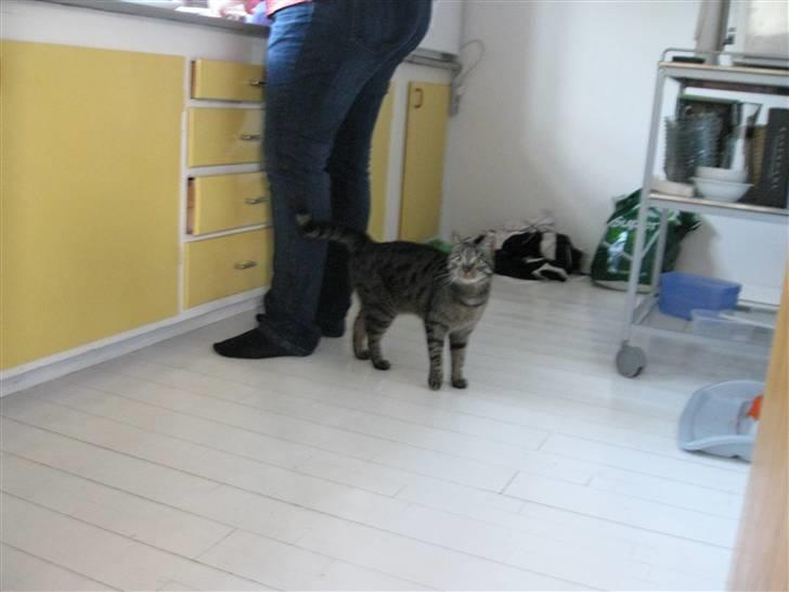 Huskat Mille billede 15