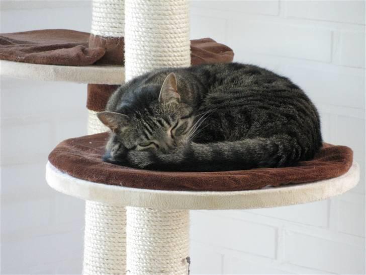 Huskat Mille billede 16