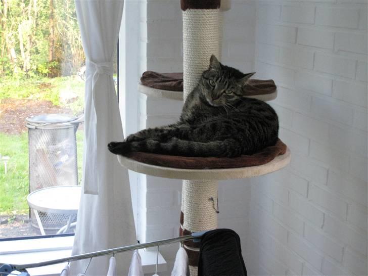 Huskat Mille billede 17