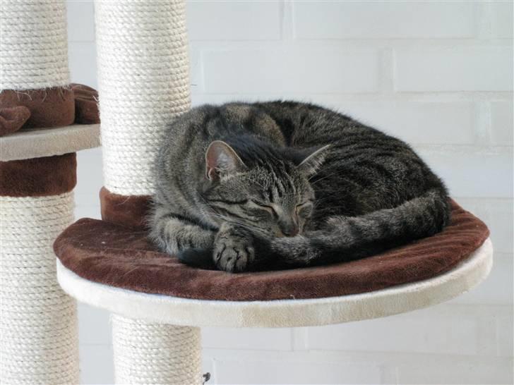 Huskat Mille billede 18