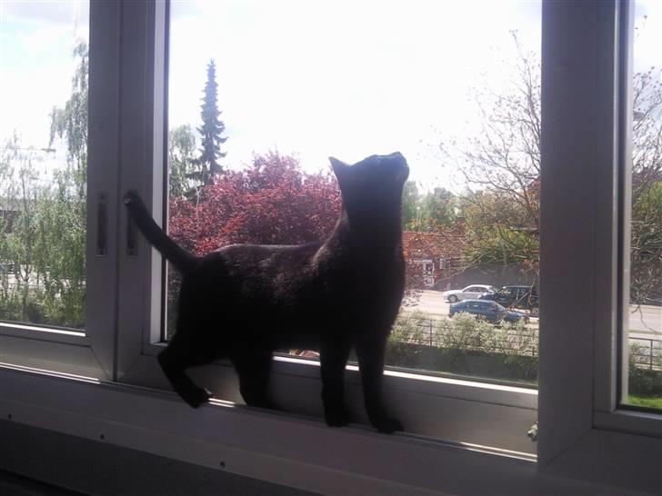 Huskat Mille - suk der flyver grill kyllinger rundt der oppe ........ billede 17