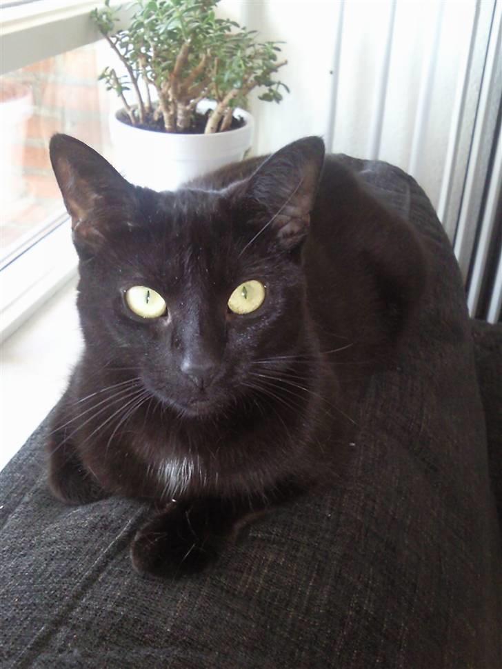 Huskat Mille - her prøver jeg vores nye sofa :P billede 18