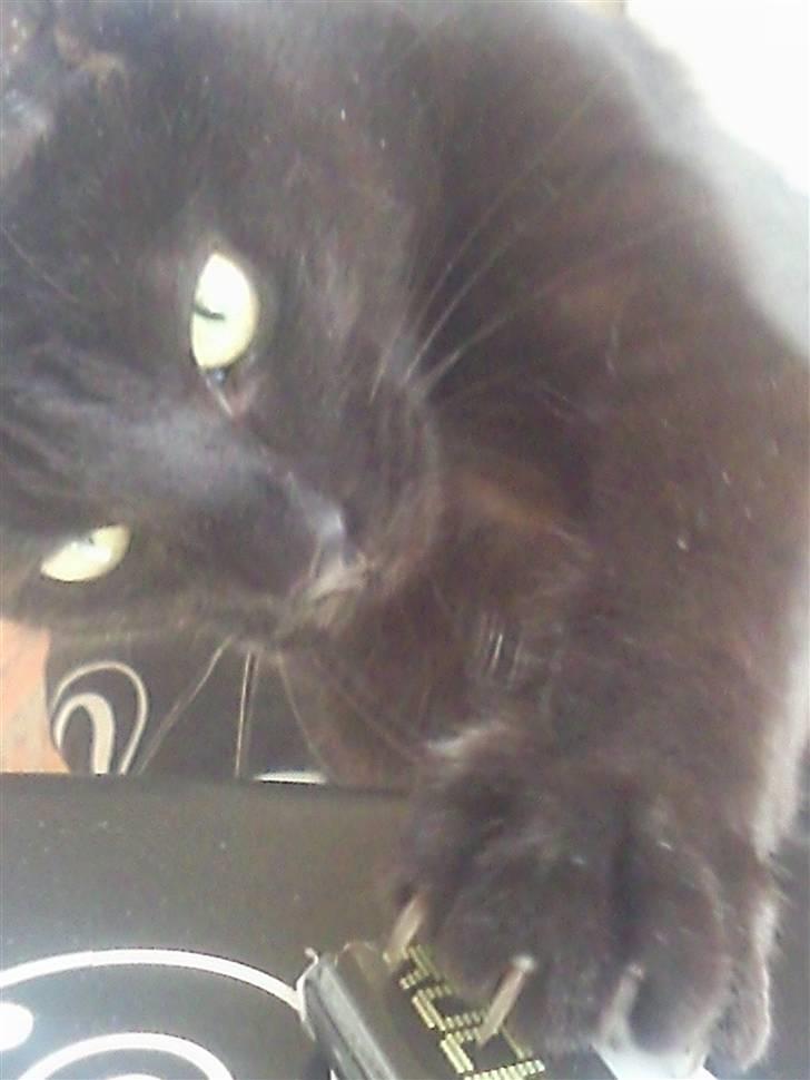 Huskat Mille - tror lige jeg hjælper med at ryde bordet så mor kan gøre rent!!! billede 19