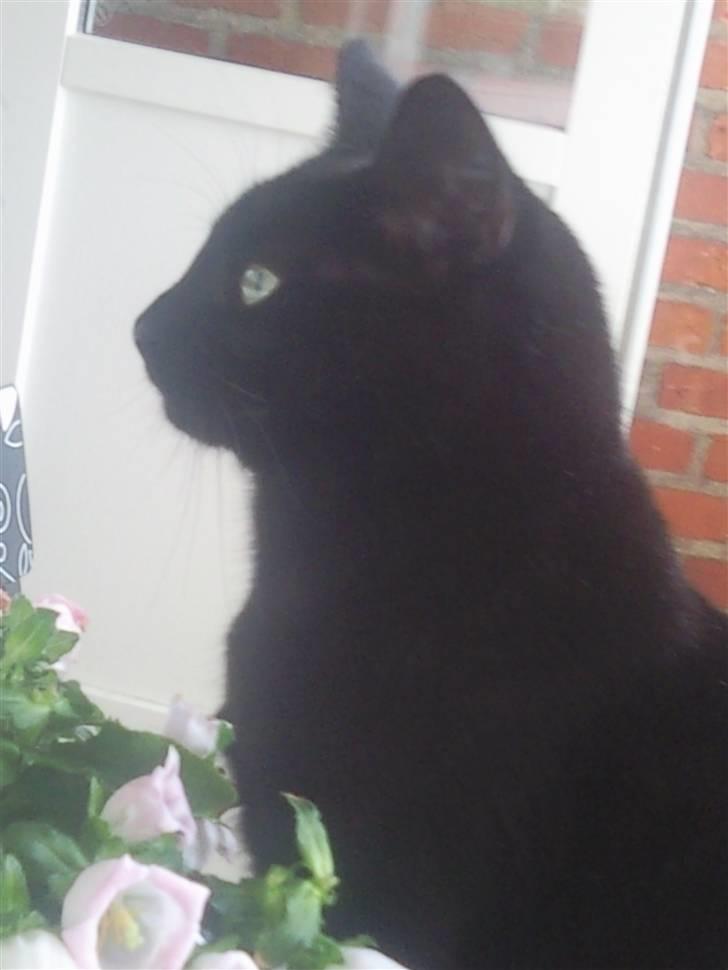 Huskat Mille - jeg elsker at snuse og snifle til blomster "suk" billede 20