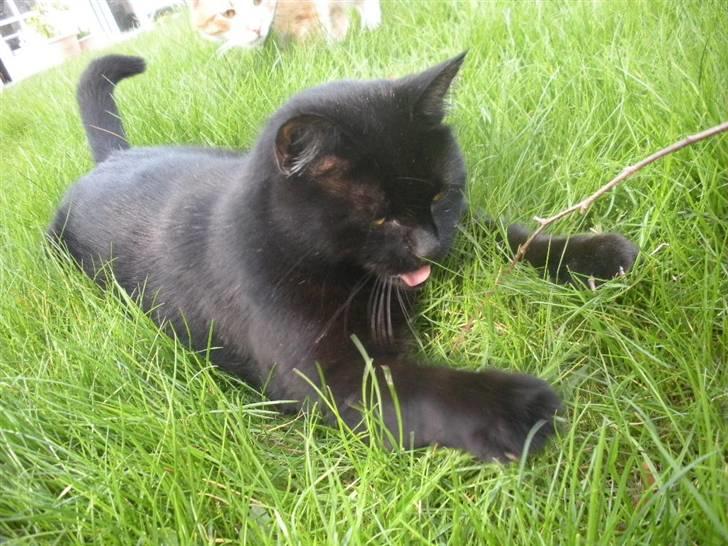 Blanding af racer Basse (Tykke) - 13. Mig der leger med Basse-missen! <3 Foto: Miig! :D billede 13